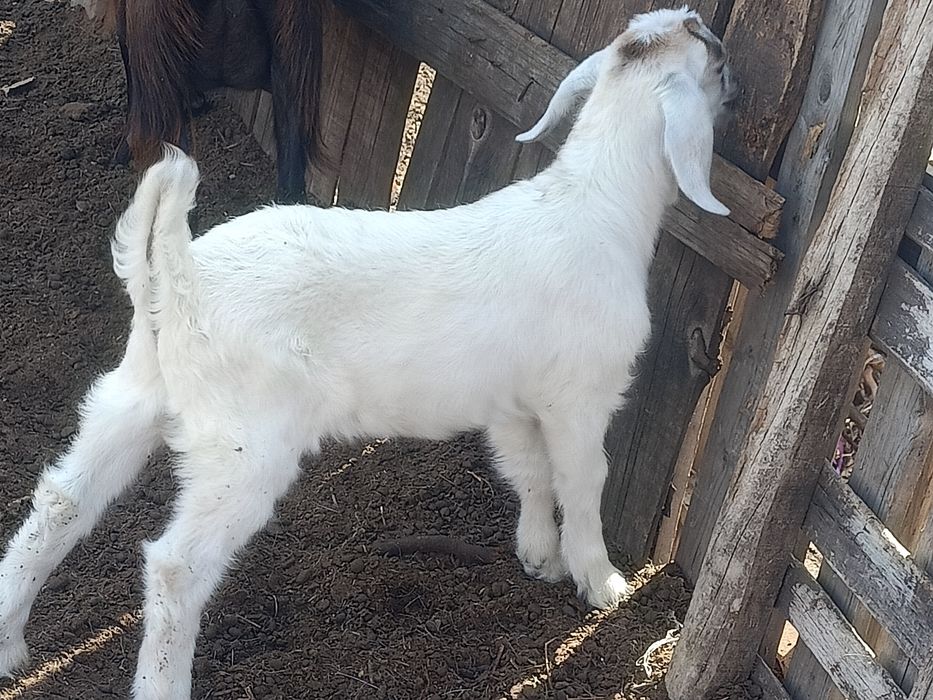 Продам месячного комолого козлёнка.