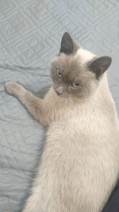 отдам кошку в добрые руки