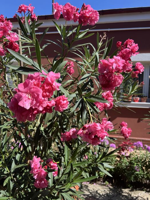 Leandrii toate culorile la 2,5m ,2m