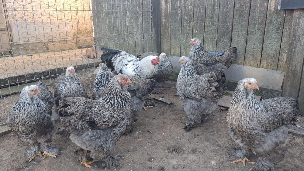 Vând ouă de incubat brahma 2026