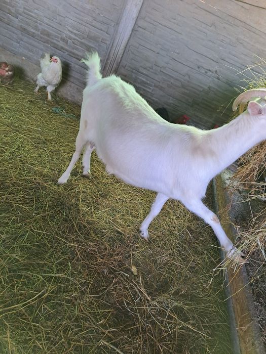 Vand capra metis de sanen