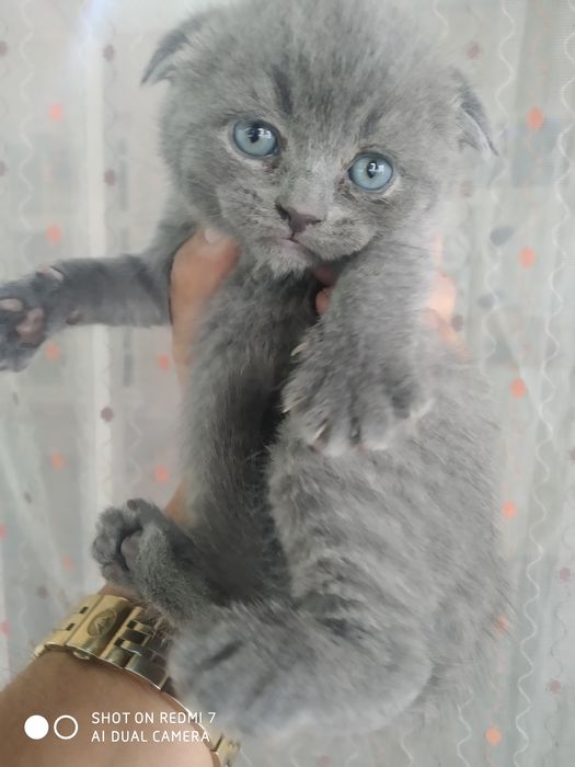 Домашние котята. Британские вислоухие