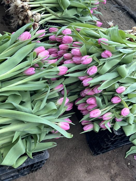Премиум Тюльпаны с теплицы