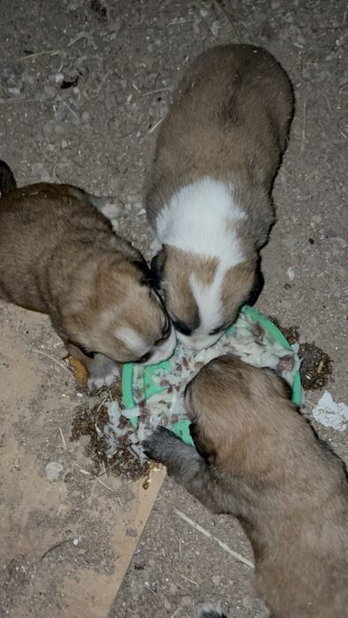 Щенки подкидышшш