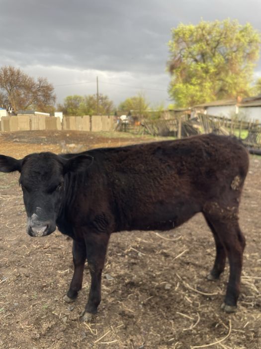 Тай тайынша.