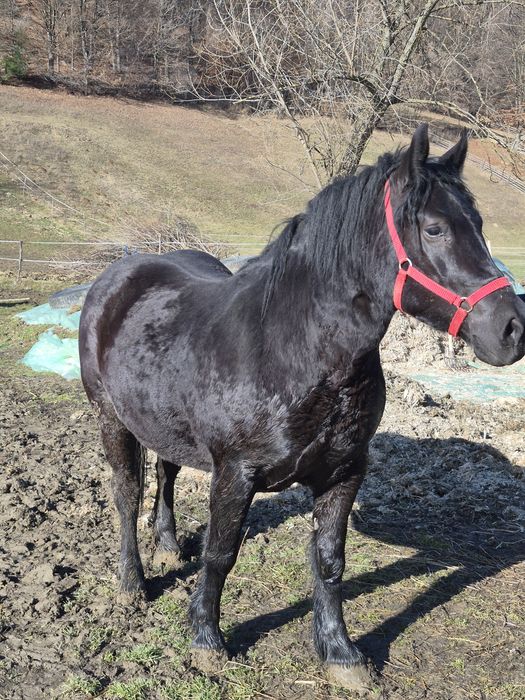 Iapa de vânzare în vârstă de aproape 3 ani