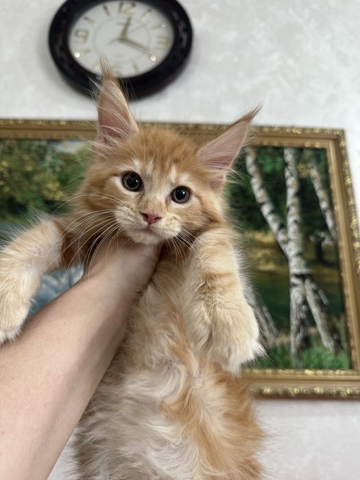 Красивые котята мейн кун