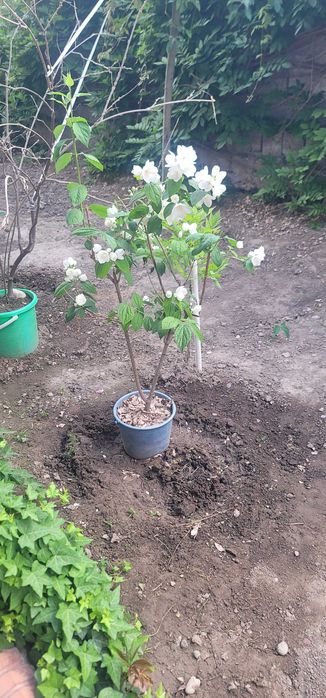 Жасмин подвенечный