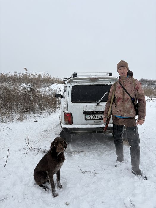 Собака Дратхаар 200% рабочий