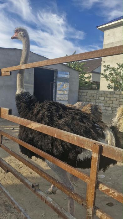 Страусы продается, Страустар сатылады!!!