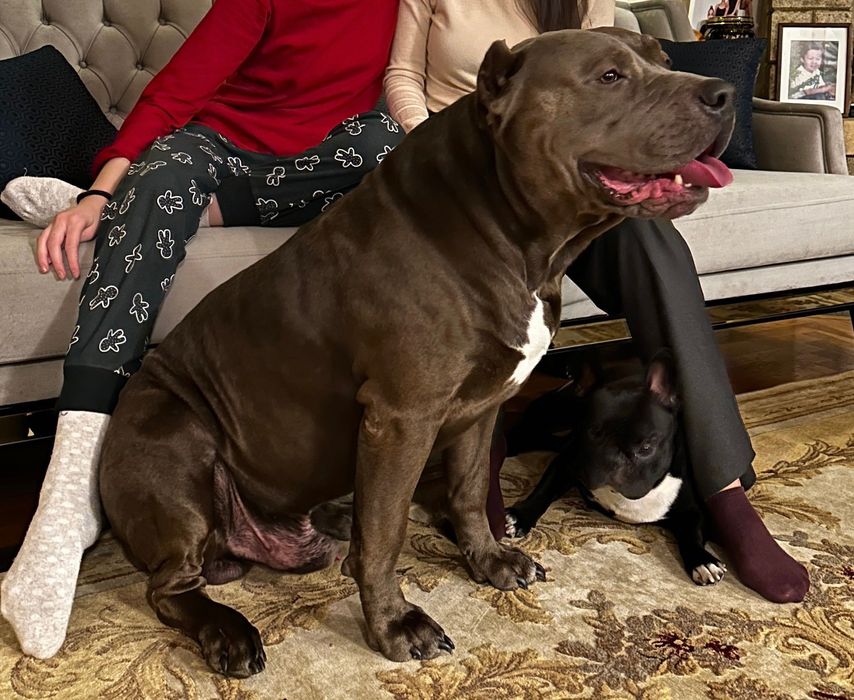 Вязка. Питбуль, внук Халка.