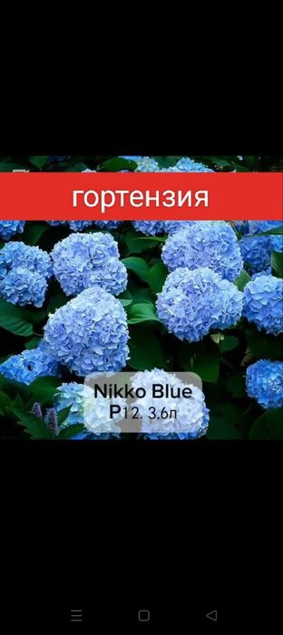 Гортензия крупнолистовой