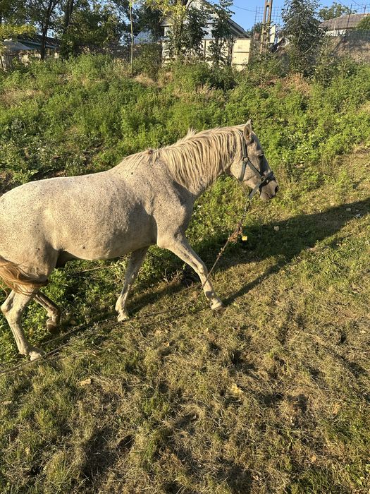 Buna ziua se vinede cal in varsta de 11ani este foarte cuminte