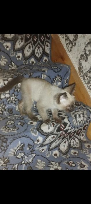 Сиамский пышык сатылады!