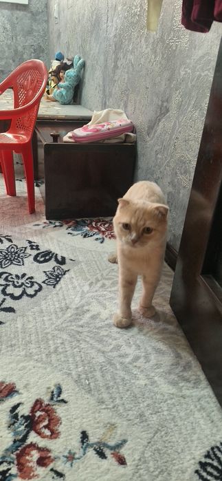 Mushuk erkak 11 oylik laqabi Barsik  juda yuvvosh sotilad narxi 400min