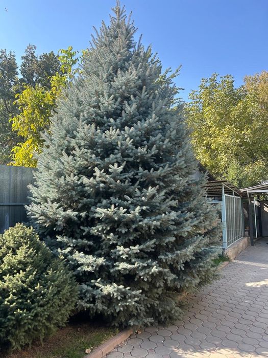 Елка живая 4 метра