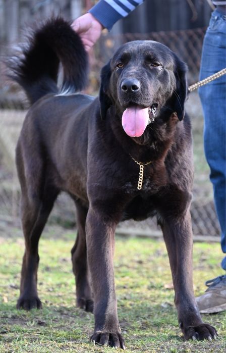 Ciobănesc de asia centrala