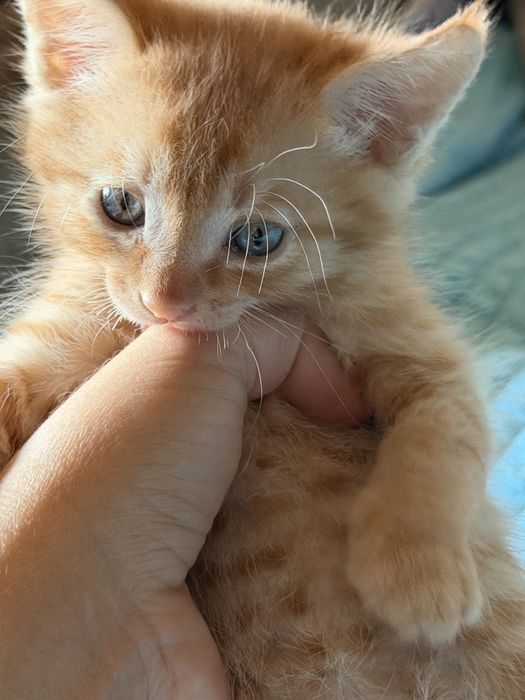 Котята рыжие в добрые руки