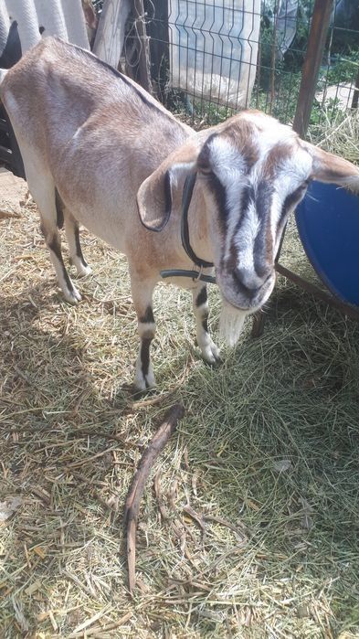 Продам  коз англо нуби .Покрытые