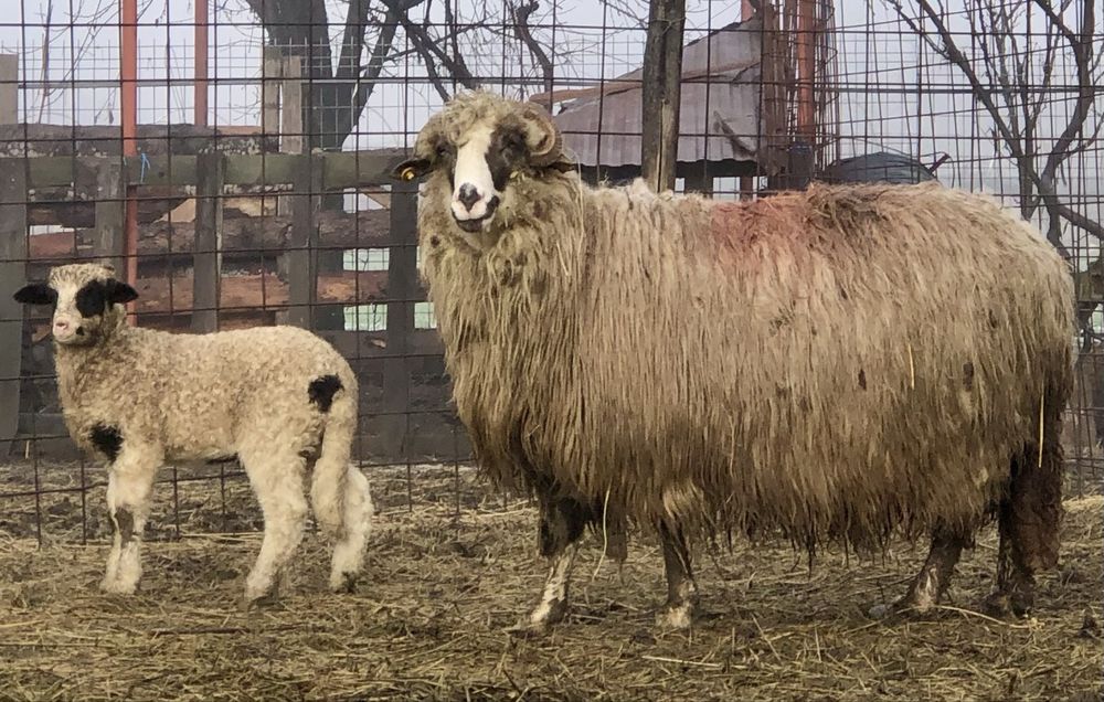 Oi breze cu miei de vânzare