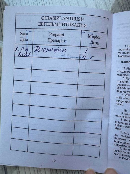 Кошечка Чапа ищет свою семью, с паспортом и прививками, бесплатно !!!