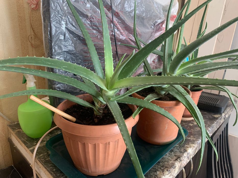 Алое вера Алоэ вера возраст 3,5 года для лечения и косметологии