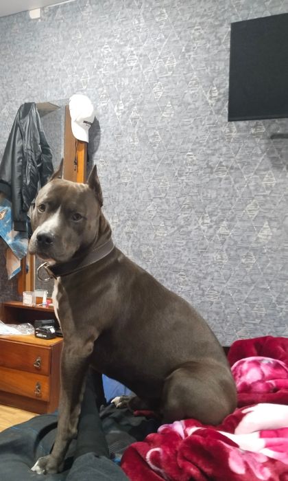 Питбуль на вязку