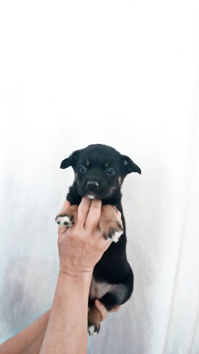 Красотки девочки щенки