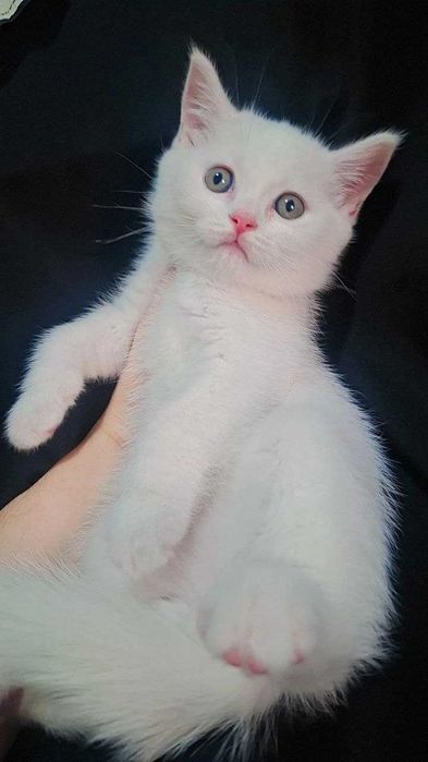 Mushukchalar Srochna sotiladi