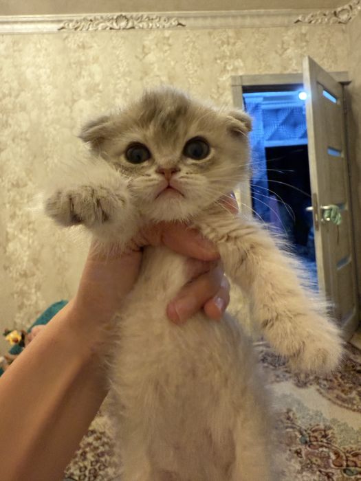 Scottish Fold (Shotlandiyalik bukilgan quloqli mushuk)