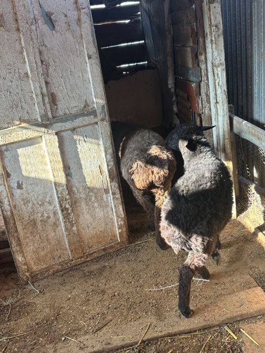 Кой сатылады бағылған