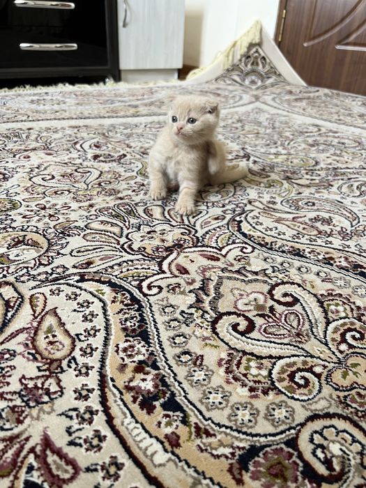 Скотиш фолд