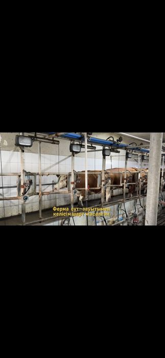 Продам молочно-товарную ферму