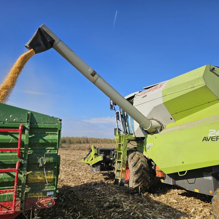 Vand porumb 2025 oferta de Mos