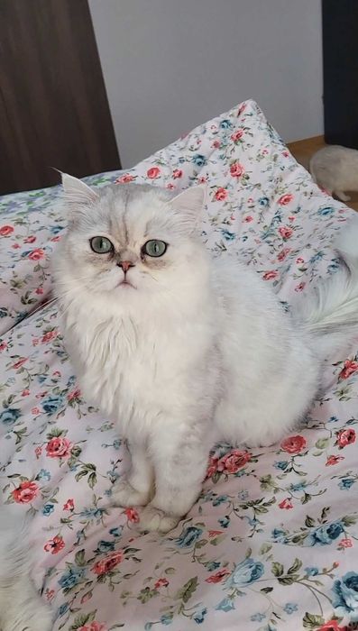 British longhair silver cu ochii verzi felisa autorizata