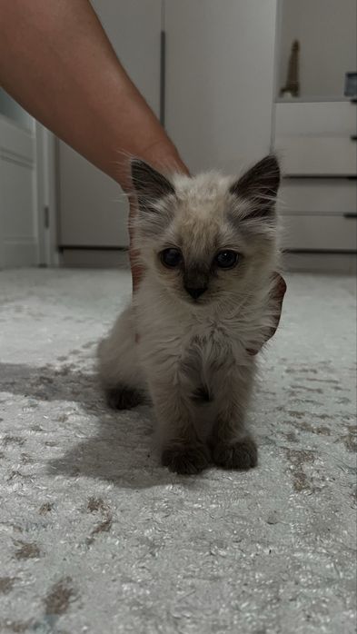 Отдам котенка в добрые руки