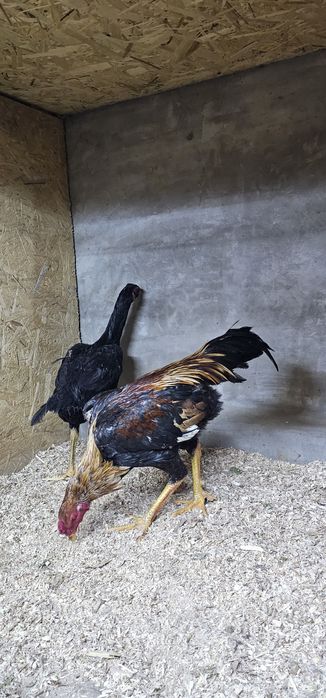 Дакан бойцовая птица