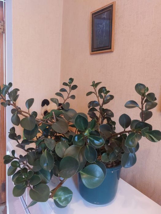 Цветок Пеперомия