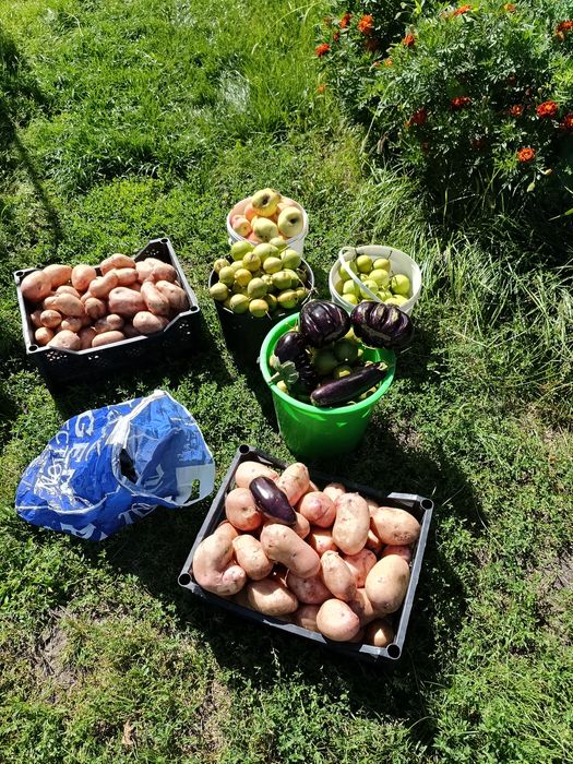 Продам дачу Сад Реченька