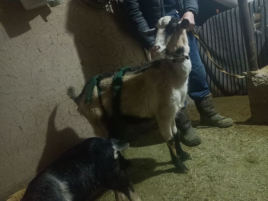 Сауны ешкi сатылады