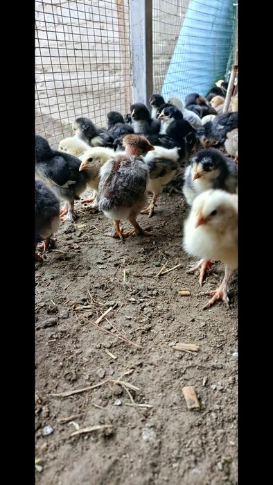 Продаются циплята