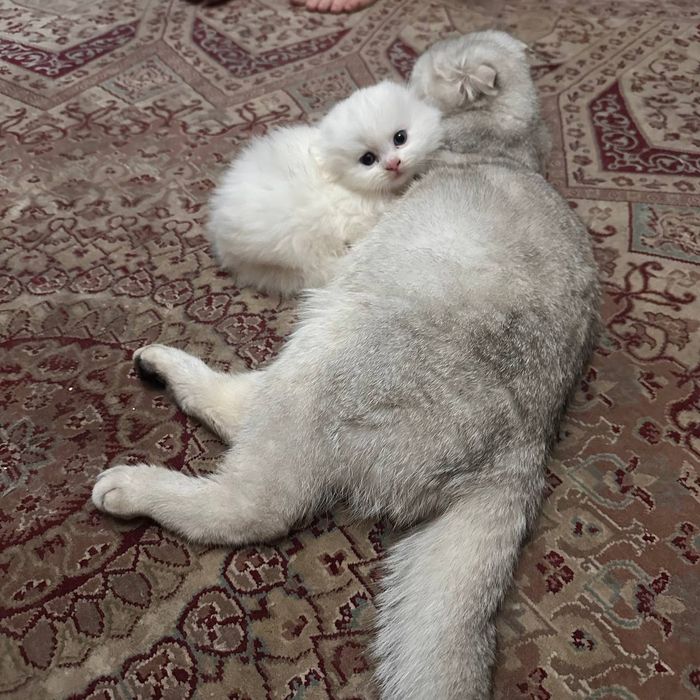 Вислоухие котята