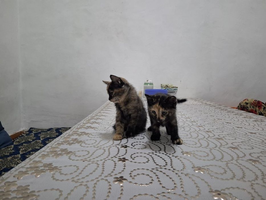 Jaydari mushuklar