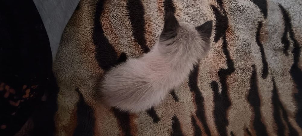 Отдам в хорошие руки