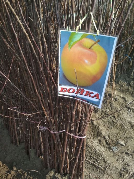 Мевали кучатлар оптом. Mevali ko'chatlar bor.