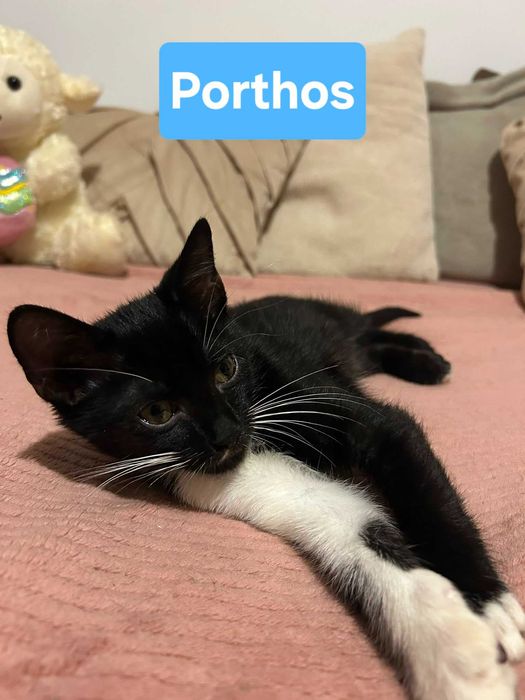 5 pui de pisica pentru adopție