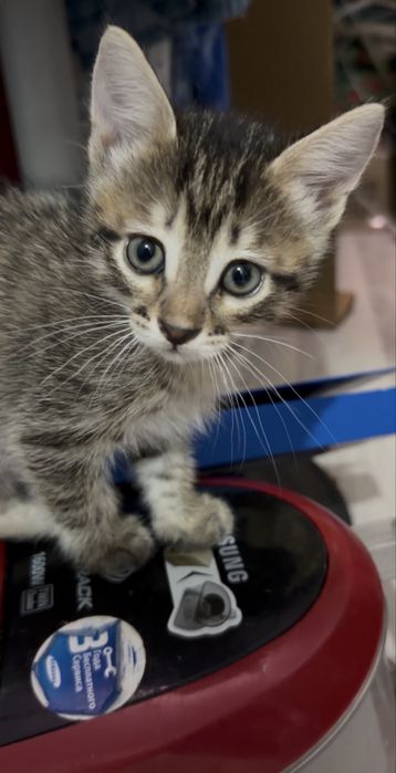 Котята симпатяжки