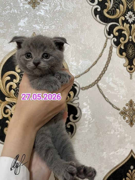 Чистокровные Британские котята