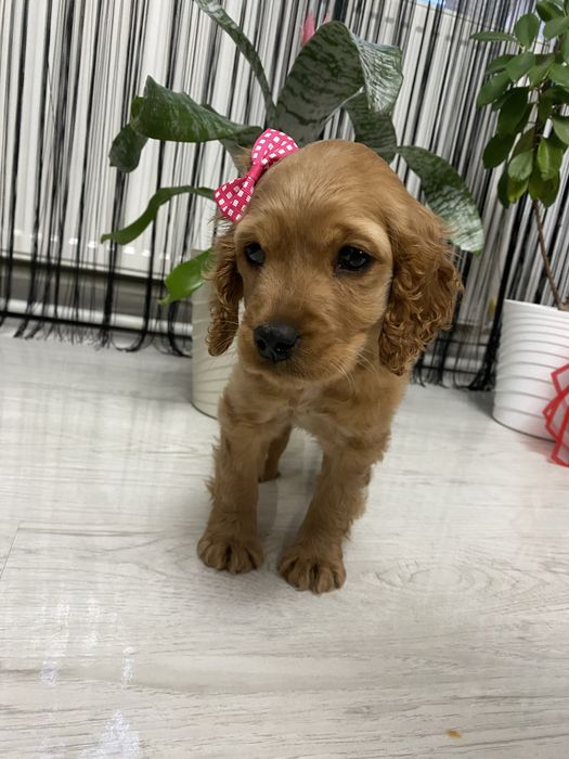 Cocker Spaniel fetita 2 luni