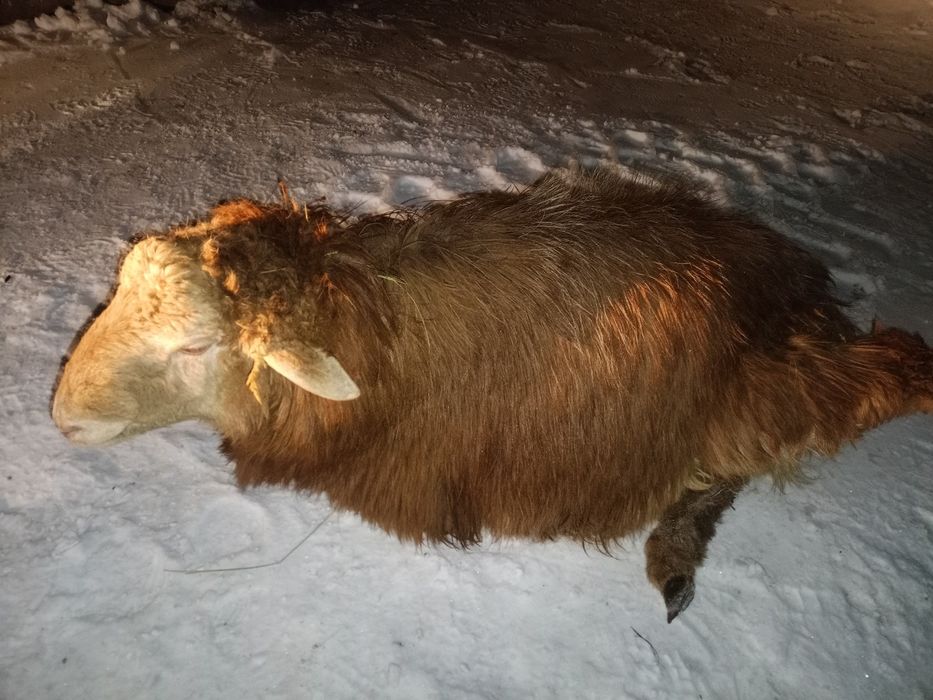 Баран, кошкар молодой